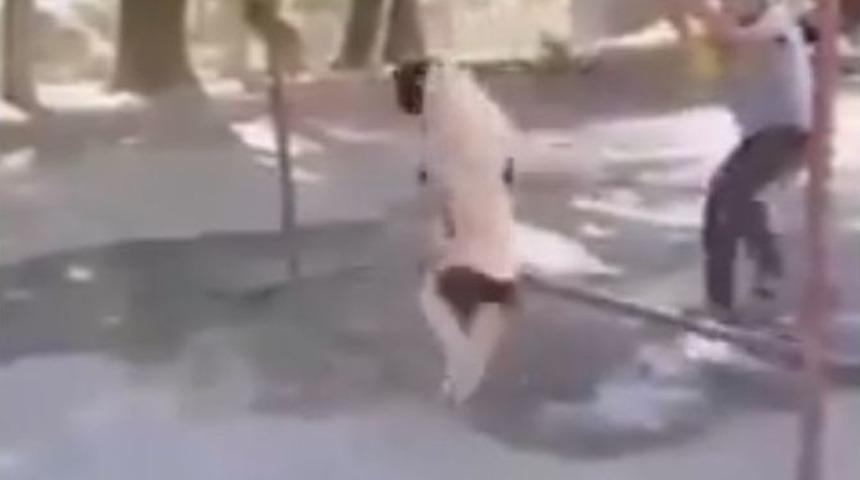 Köpeğe İşkence Görüntüleri Tepki Topladı