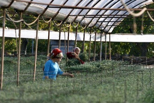 Süs Bitkileri Üreticisi Arazi Ve Teşvik Desteği Bekliyor