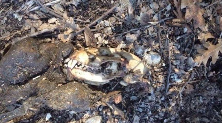 Ormanlık Alanda Leşi Bulunan Yaratık Esrarını Koruyor