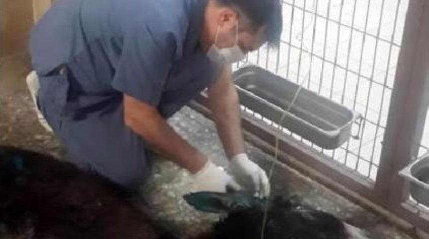 T&uuml;fekle Ateş Edilen Sıpa &Ouml;ld&uuml;