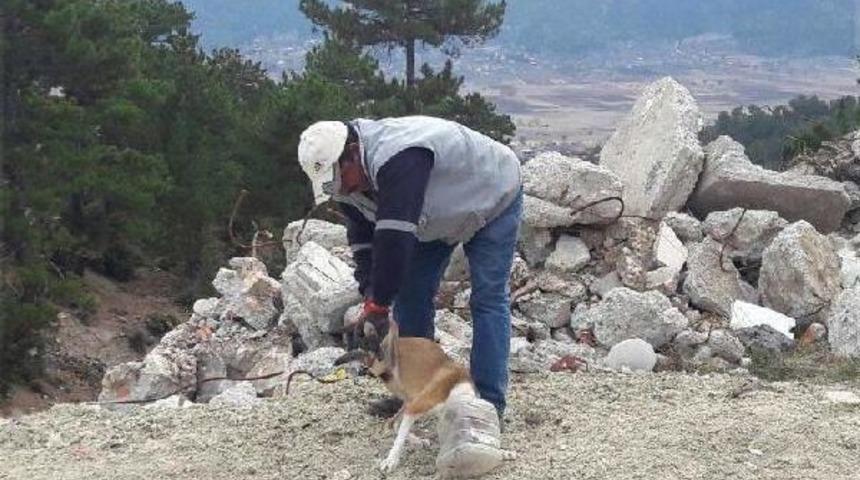 K&ouml;peğin Başına Ge&ccedil;en Plastik Bidon Kesilerek &Ccedil;ıkarıldı