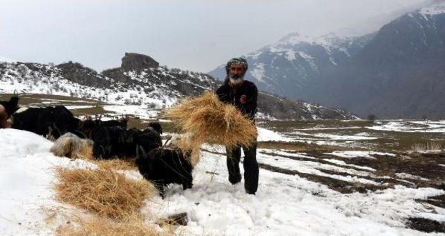 Boşaltılan Köyüne Dündü; Tek Başına Ve Huzurlu