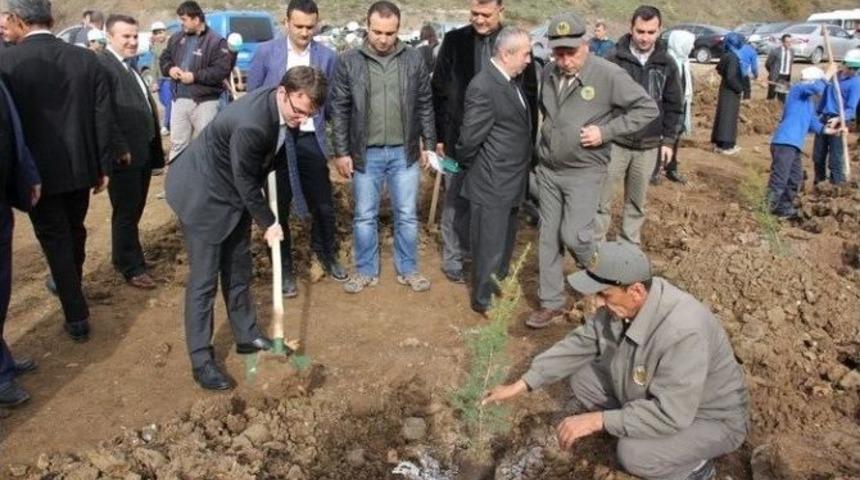 Yığılca&rsquo;da Şehitler Ve Gaziler Hatıra Ormanı Tesis Edildi