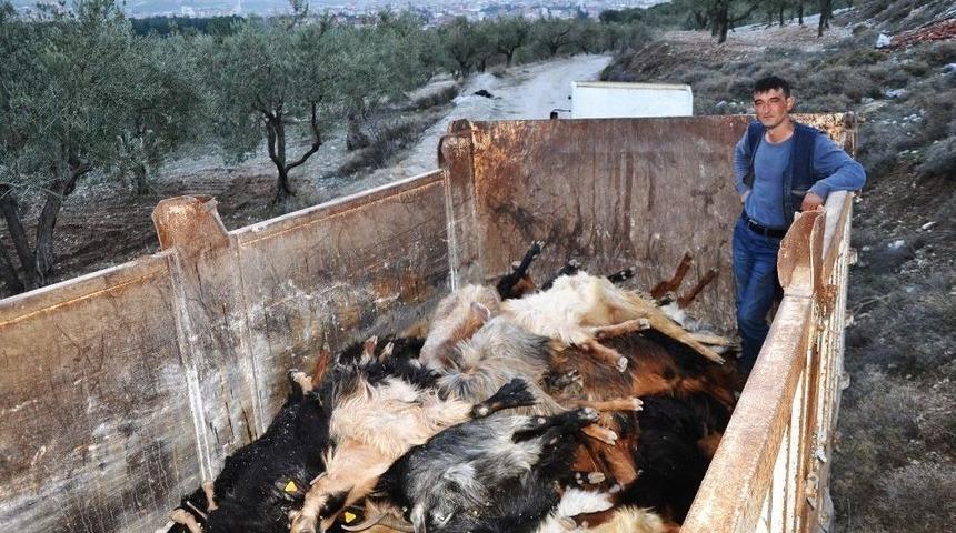 G&uuml;bre Yiyen Onlarca Ke&ccedil;i Telef Oldu