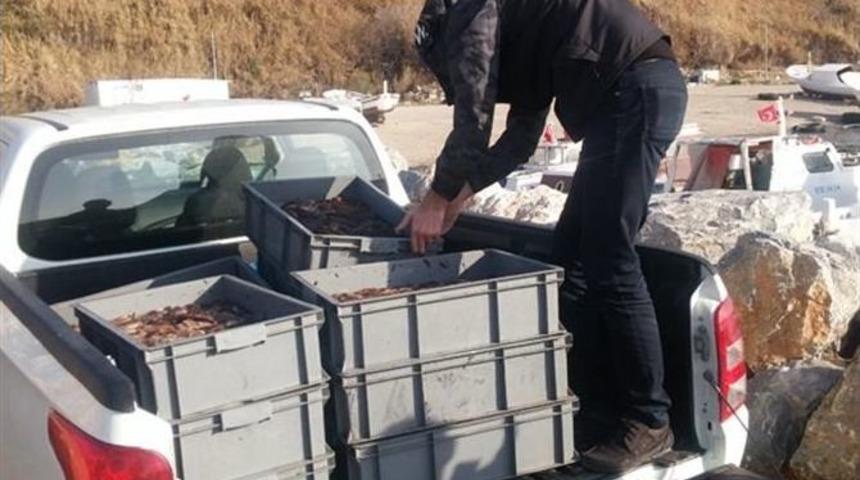 Ka&ccedil;ak Olarak Avlanan 350 Kilo Denizhıyarı Yakalandı