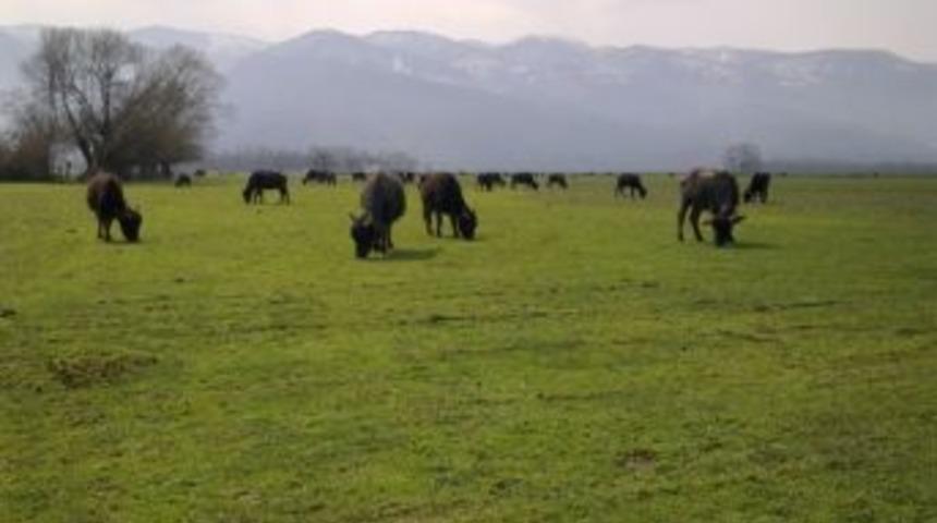 Manda Yetiştiricilerine Destek