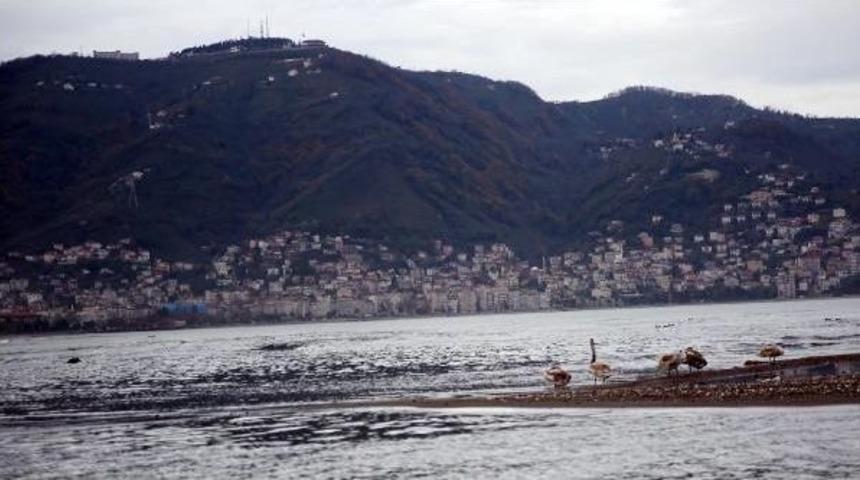 Misafir Kuğular Ordu&rsquo;Da G&uuml;&ccedil; Topluyor