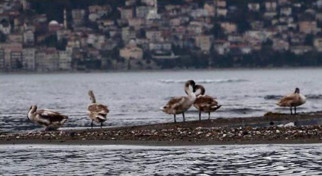 Misafir Kuğular Ordu’Da Güç Topluyor