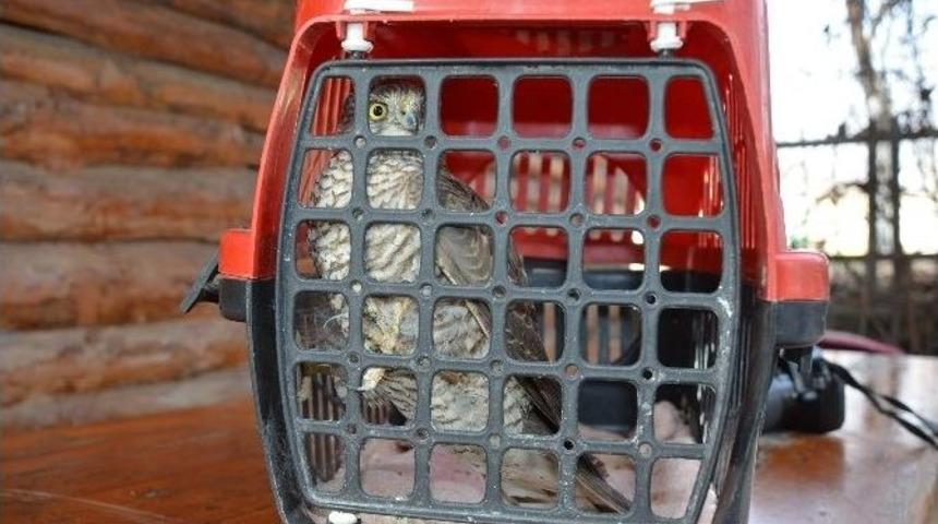 Tedavisi Tamamlanan Atmaca &Ouml;zg&uuml;rl&uuml;ğ&uuml;ne Kavuştu