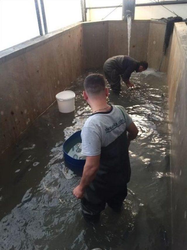 Didim’de Su Ürünleri Kursuna Katılanlara Uygulamalı Eğitim…