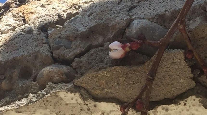 Kayısı &Ccedil;i&ccedil;ek A&ccedil;tı