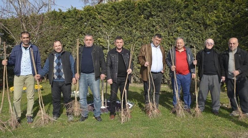 K&ouml;rfez&rsquo;de Kiraz Fidanı Dağıtımına Başlandı
