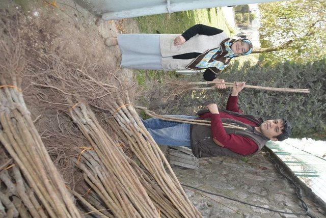 Körfez’de Kiraz Fidanı Dağıtımına Başlandı