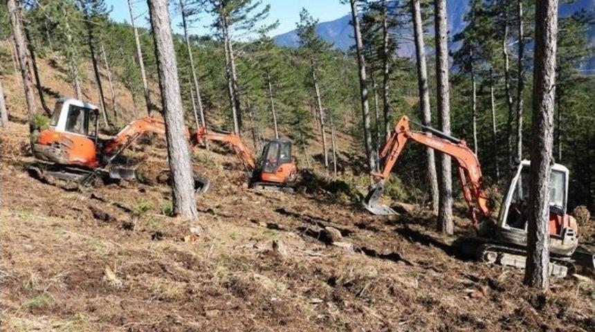 Zonguldak&rsquo;ta &Ccedil;am Doğal Gen&ccedil;leştirme &Ccedil;alışmaları Tamamlandı