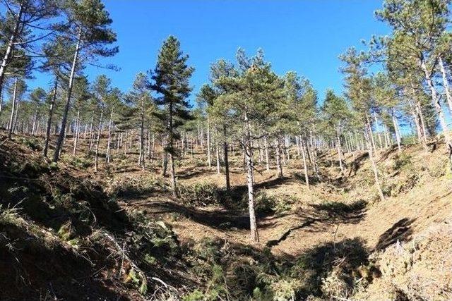 Zonguldak’ta Çam Doğal Gençleştirme Çalışmaları Tamamlandı