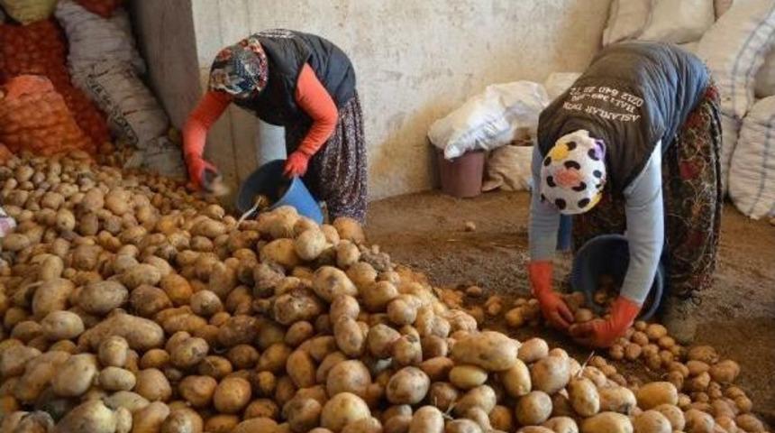 75 Liralık Teşvik 700 Bin Ton Patatesi &Ccedil;&uuml;r&uuml;mekten Kurtaracak
