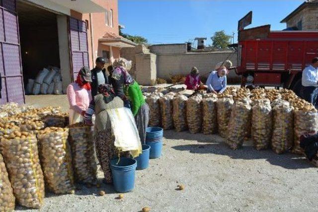 75 Liralık Teşvik 700 Bin Ton Patatesi Çürümekten Kurtaracak