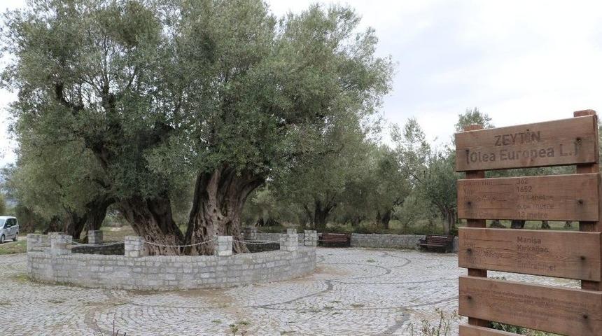 1655 Yıllık Zeytin Ağacı Turizme Kazandırılıyor