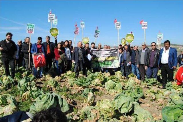 Lahana Tarlalarının Kurtulmasının Sevincini Yaşadılar