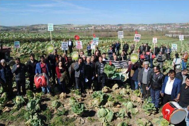 Lahana Tarlalarının Kurtulmasının Sevincini Yaşadılar