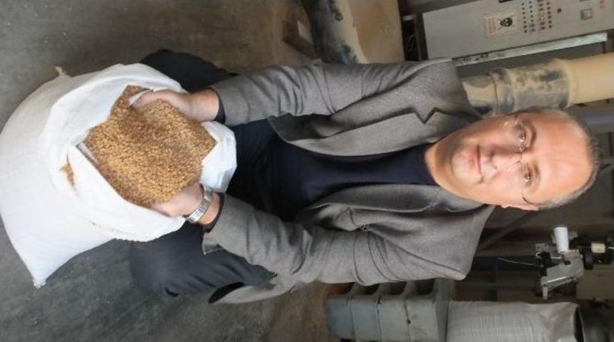 Burhaniye&rsquo; De Zeytin &Ccedil;ekirdeği Aranan Kalorifer Yakıtı Oldu