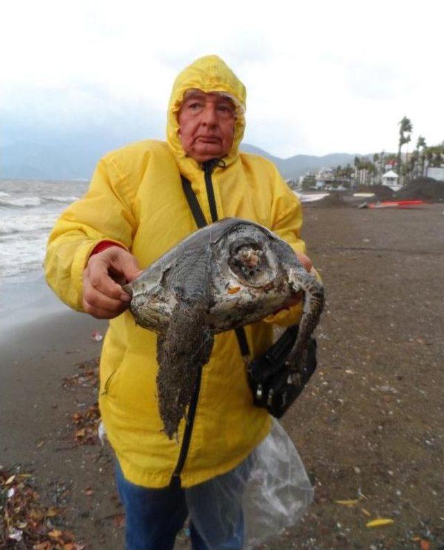 Sahile Kafası Kopmuş Caretta Caretta Vurdu