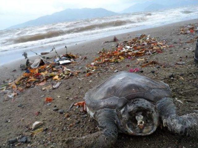 Sahile Kafası Kopmuş Caretta Caretta Vurdu