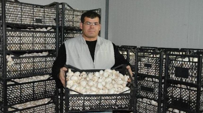 K&uuml;lt&uuml;r Mantarına Zam