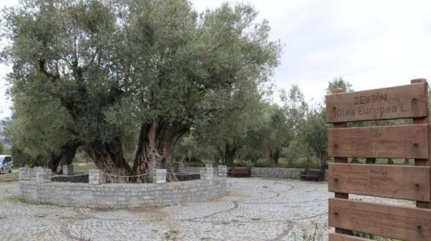 1655 Yıllık Zeytin Ağacının Tanıtımı Yapılacak