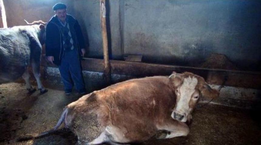 Erzincan&rsquo;Da &Ccedil;ift Başlı 8 Bacaklı Buzağı Doğdu