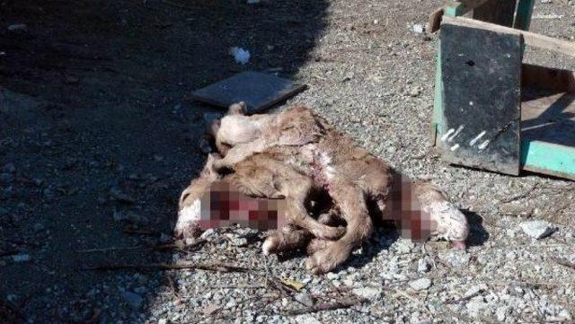 Erzincan&rsquo;Da &Ccedil;ift Başlı 8 Bacaklı Buzağı Doğdu 1