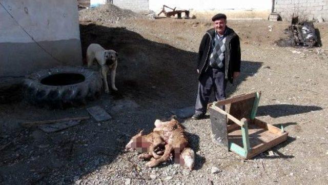 Erzincan&rsquo;Da &Ccedil;ift Başlı 8 Bacaklı Buzağı Doğdu 2