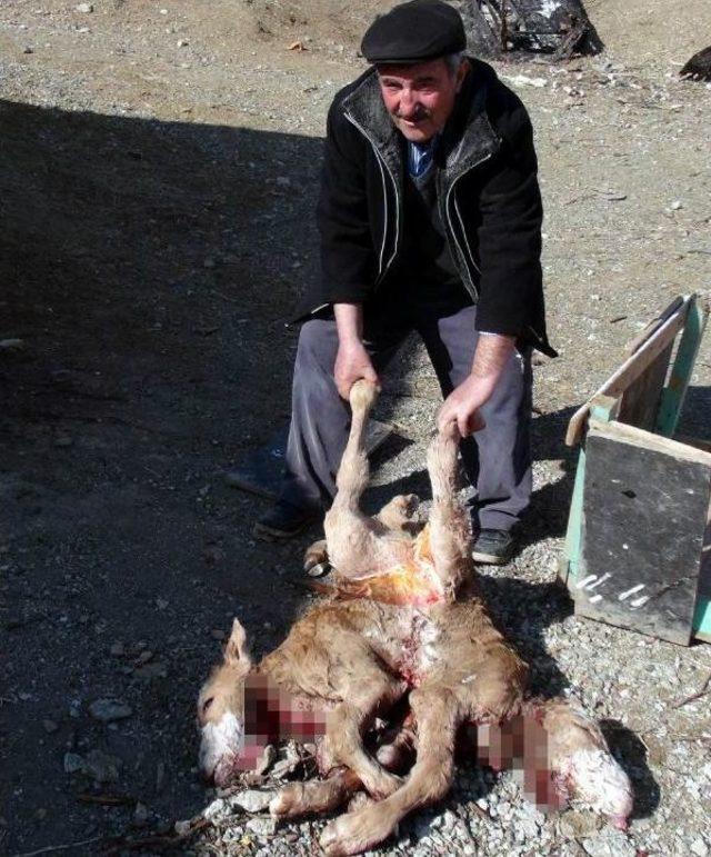 Erzincan&rsquo;Da &Ccedil;ift Başlı 8 Bacaklı Buzağı Doğdu 3