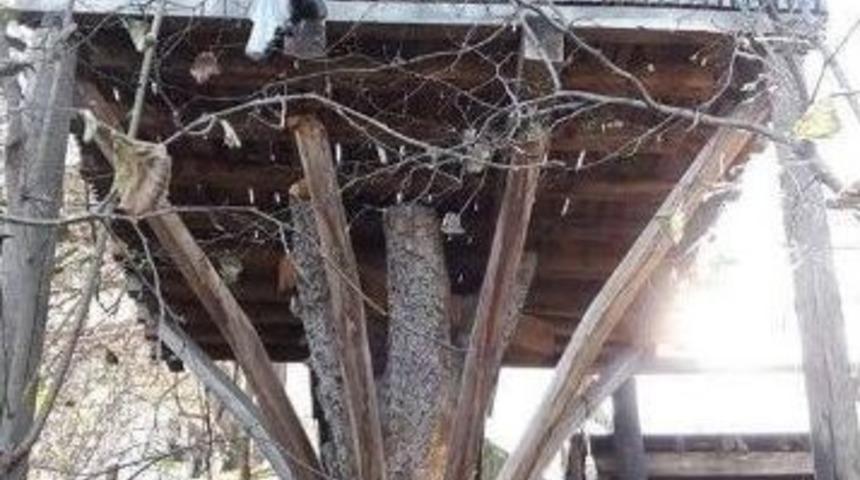 Ağa&ccedil; K&ouml;k&uuml; &Uuml;st&uuml;ne Kamelya Yaptı