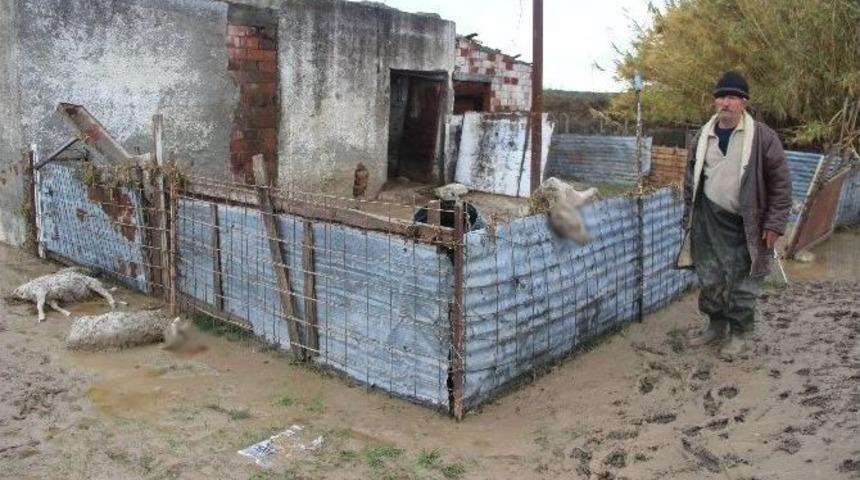 Ayvalık&rsquo;taki Selde 800 Hayvan Telef Oldu