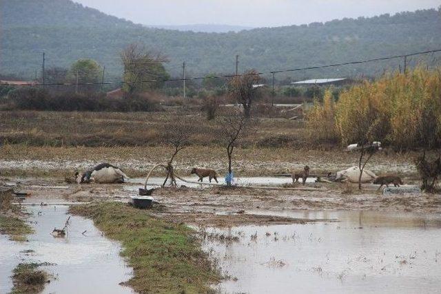 Ayvalık’taki Selde 800 Hayvan Telef Oldu