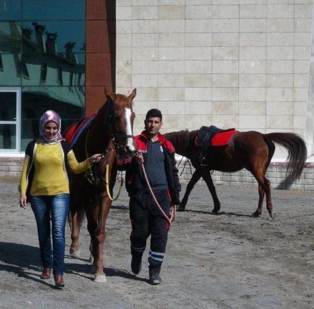 Elazığ'da 40 Kadına Seyis Kursu