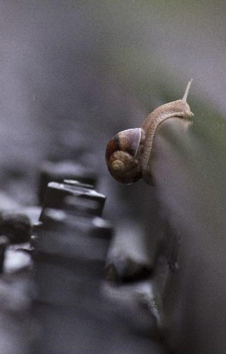 Hem Rayları, Hem Kuşları Gözlüyor G5