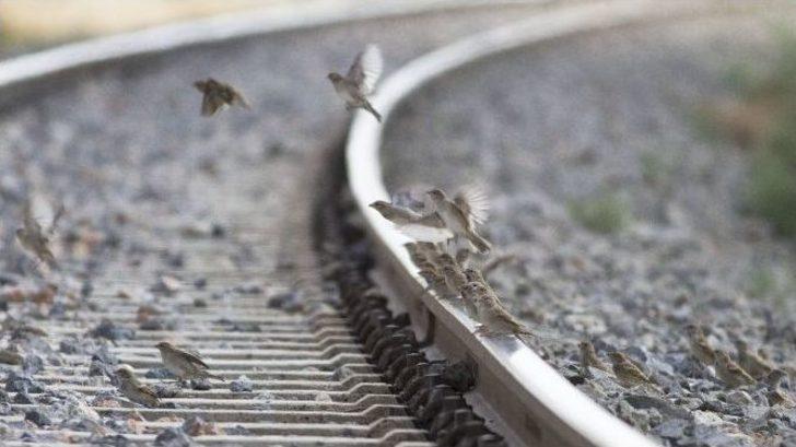 Hem Rayları, Hem Kuşları Gözlüyor G1