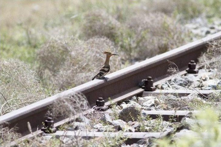 Hem Rayları, Hem Kuşları Gözlüyor G2