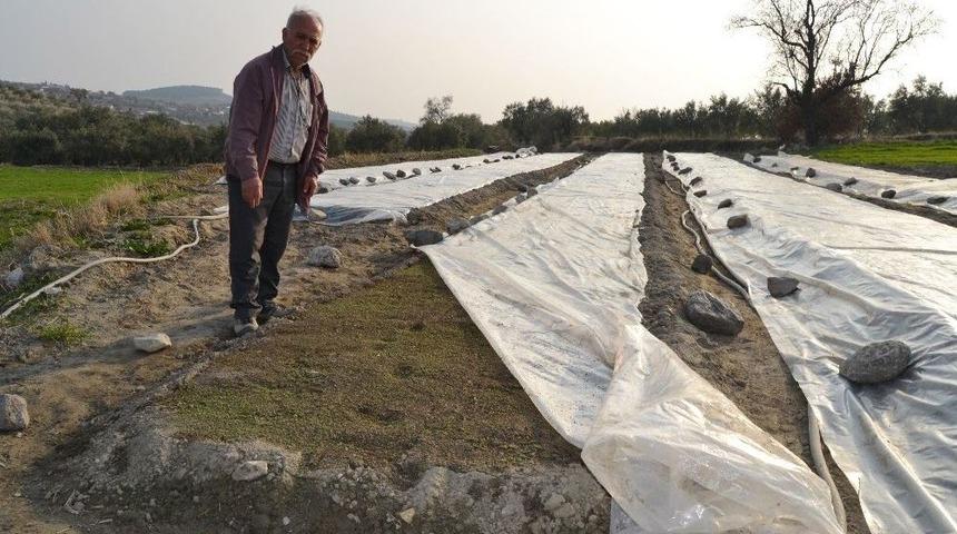 Tütüncülerin Yeni Sezon Telaşı Başladı