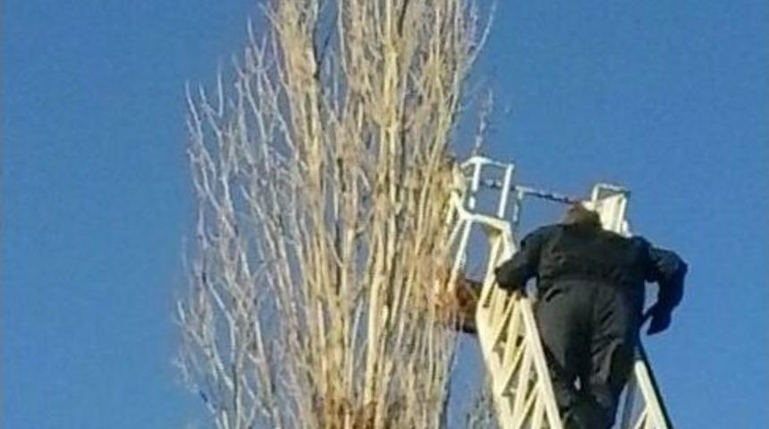 Ağa&ccedil;ta Mahsur Kalan Kartalın İmdadına İtfaiye Ekipleri Yetişti