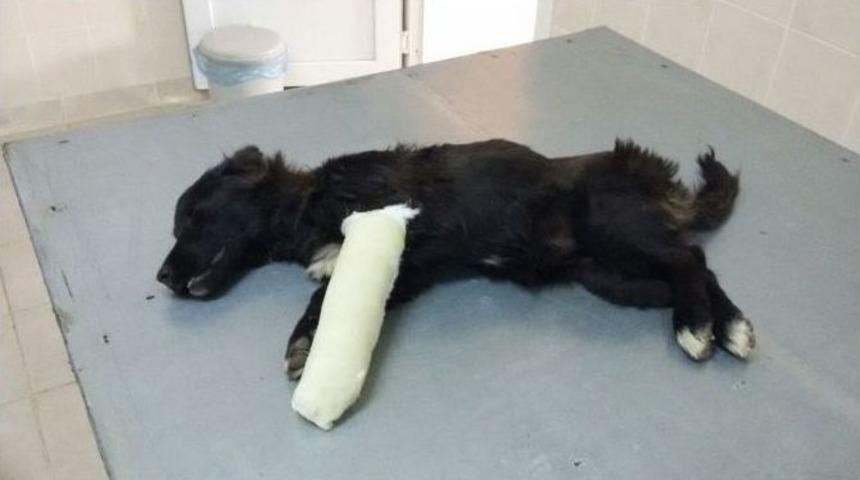 Minik Garip&rsquo;e Alaşehir Belediyesi Sahip &Ccedil;ıktı