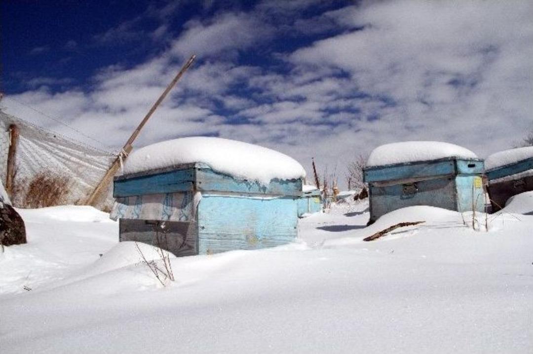 Evliyaoğlu: "kar Altında Kışlatma, Arının &Ouml;mr&uuml;n&uuml; Uzatıyor"