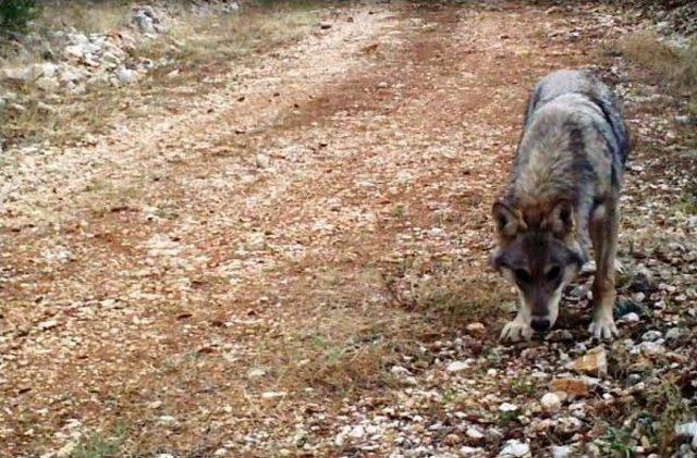 Batı Toroslar'da 2 Yılda 8 Kurt Yavrusu Dünyaya Geldi