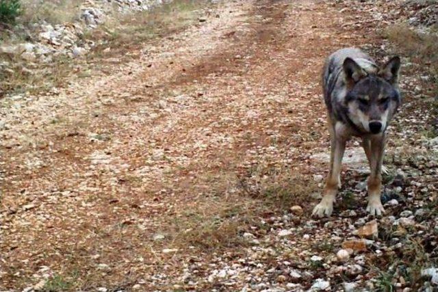 Batı Toroslar'da 2 Yılda 8 Kurt Yavrusu Dünyaya Geldi