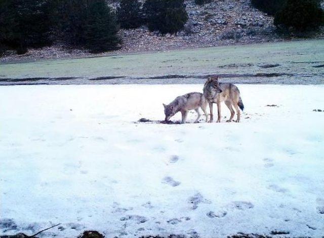 Batı Toroslar'da 2 Yılda 8 Kurt Yavrusu Dünyaya Geldi