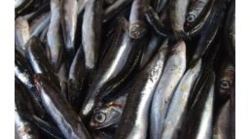 Hamsi Olmadan Asla...