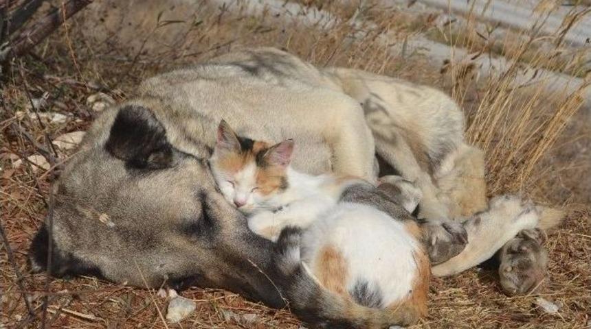 Tokat&rsquo;ta Kedi İle K&ouml;peğin Şaşırtan Dostluğu