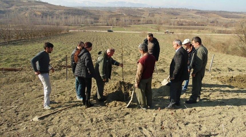 Orman İşletme M&uuml;d&uuml;rl&uuml;ğ&uuml;nden Ceviz Dopingi